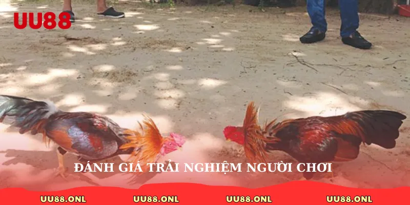 Đánh giá trải nghiệm người chơi 